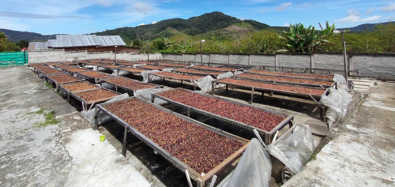 membantu para petani kopi di Indonesia